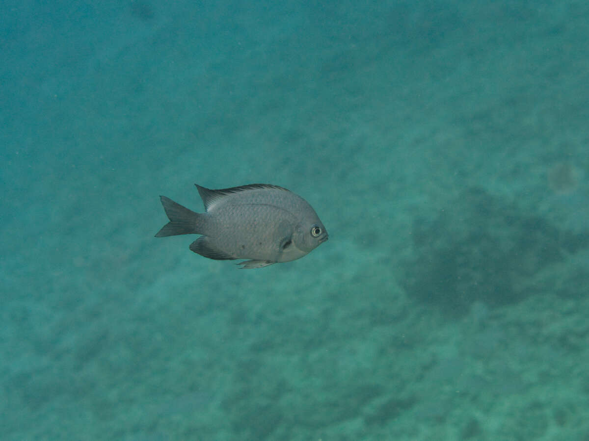 Image de Chromis verater Jordan & Metz 1912