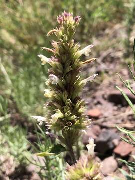 Image of Bill Williams Mountain giant hyssop