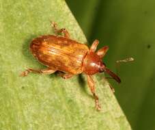 Image of Dorytomus tortrix (Linnaeus & C. 1760)