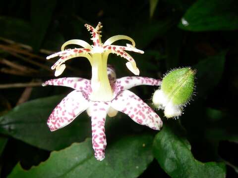 Image of Tricyrtis affinis Makino