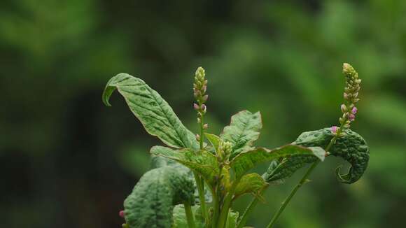 Image of false amaranth