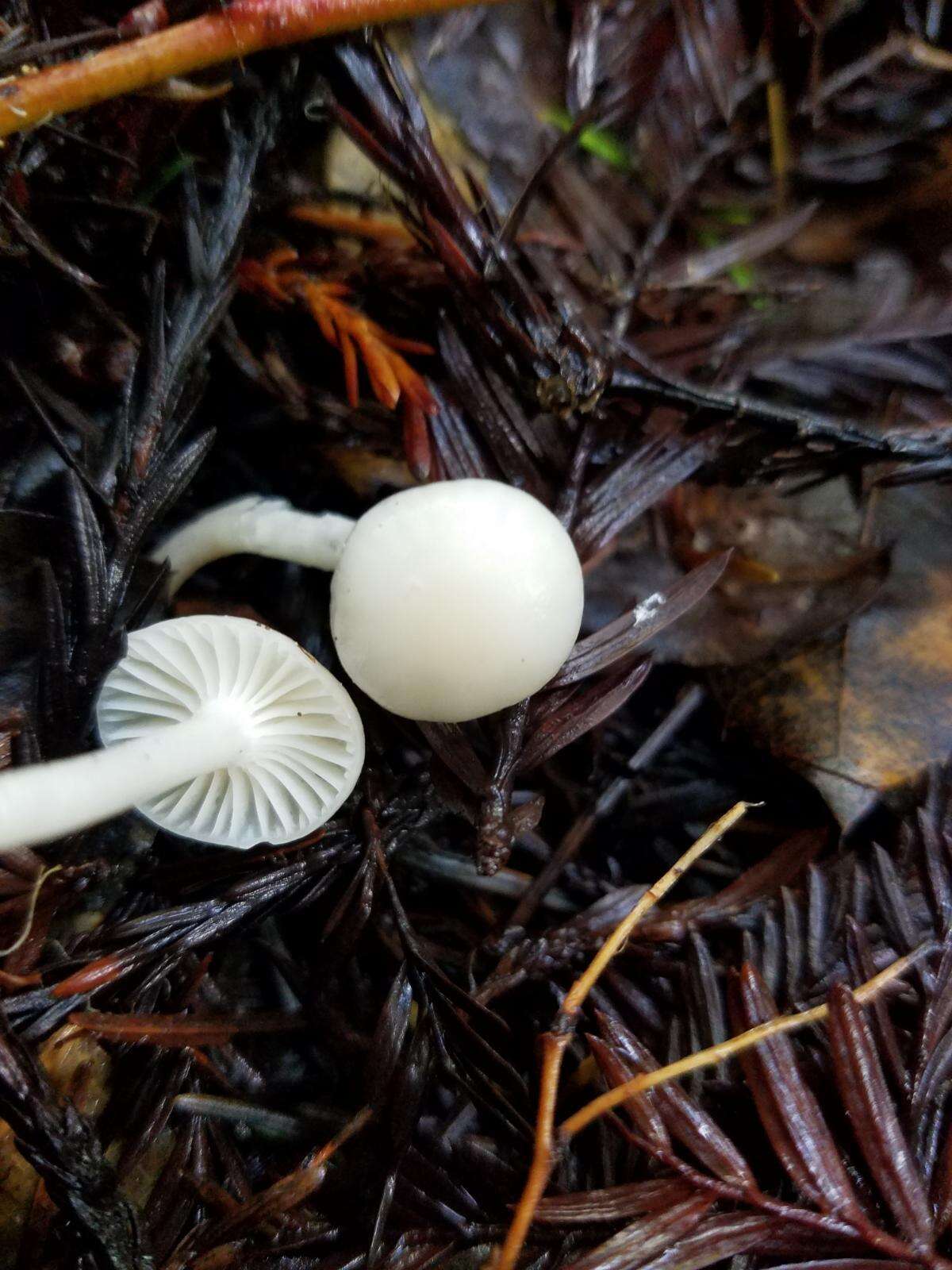 Image of Hygrocybe russocoriacea (Berk. & T. K. Mill.) P. D. Orton & Watling 1969