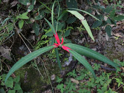 Euphorbia colorata Engelm. resmi