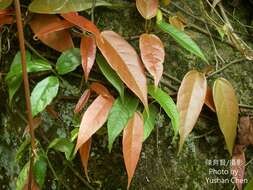 Image of Ficus sarmentosa Buch. ex J. E. Smith