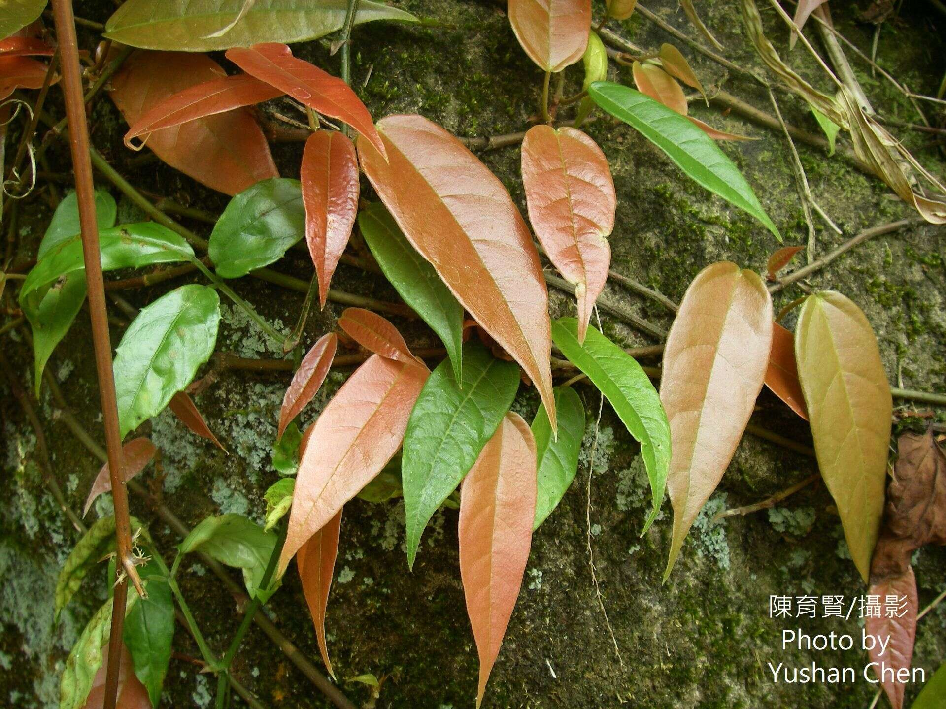 Image of Ficus sarmentosa Buch. ex J. E. Smith