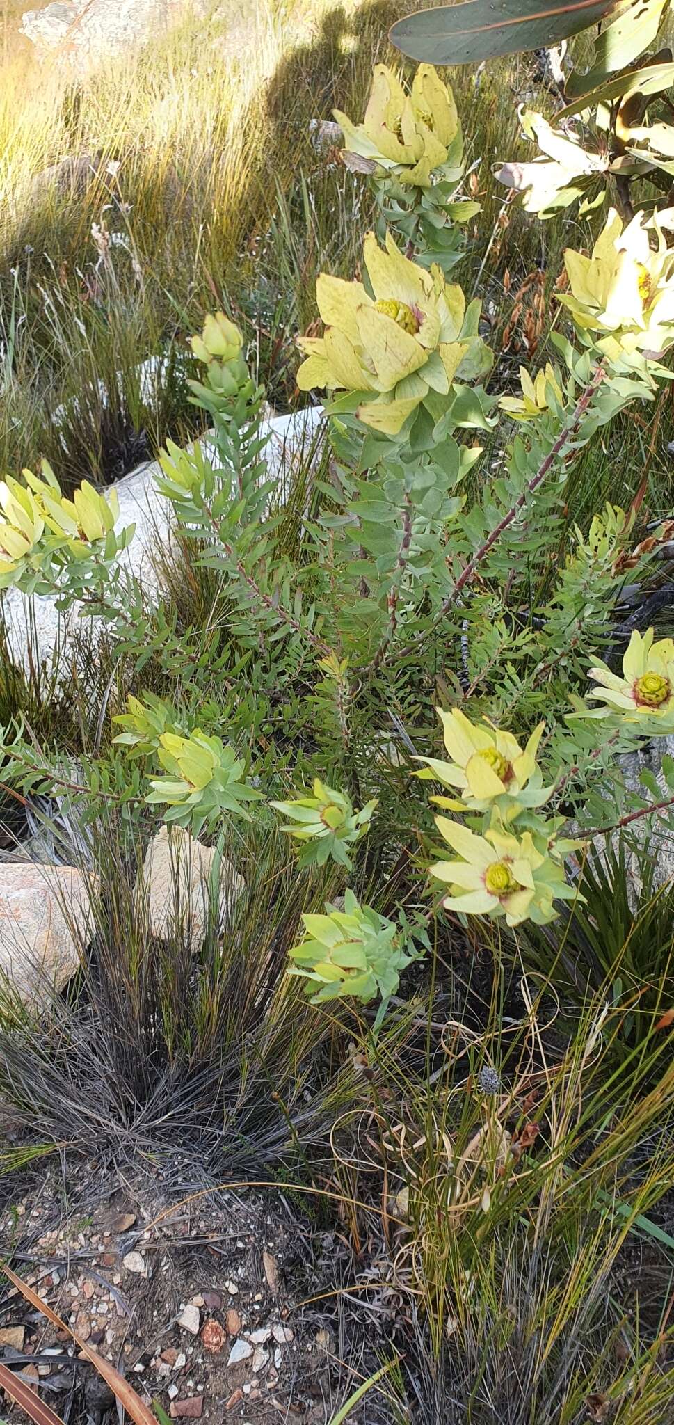 Plancia ëd Leucadendron cordatum E. Phillips