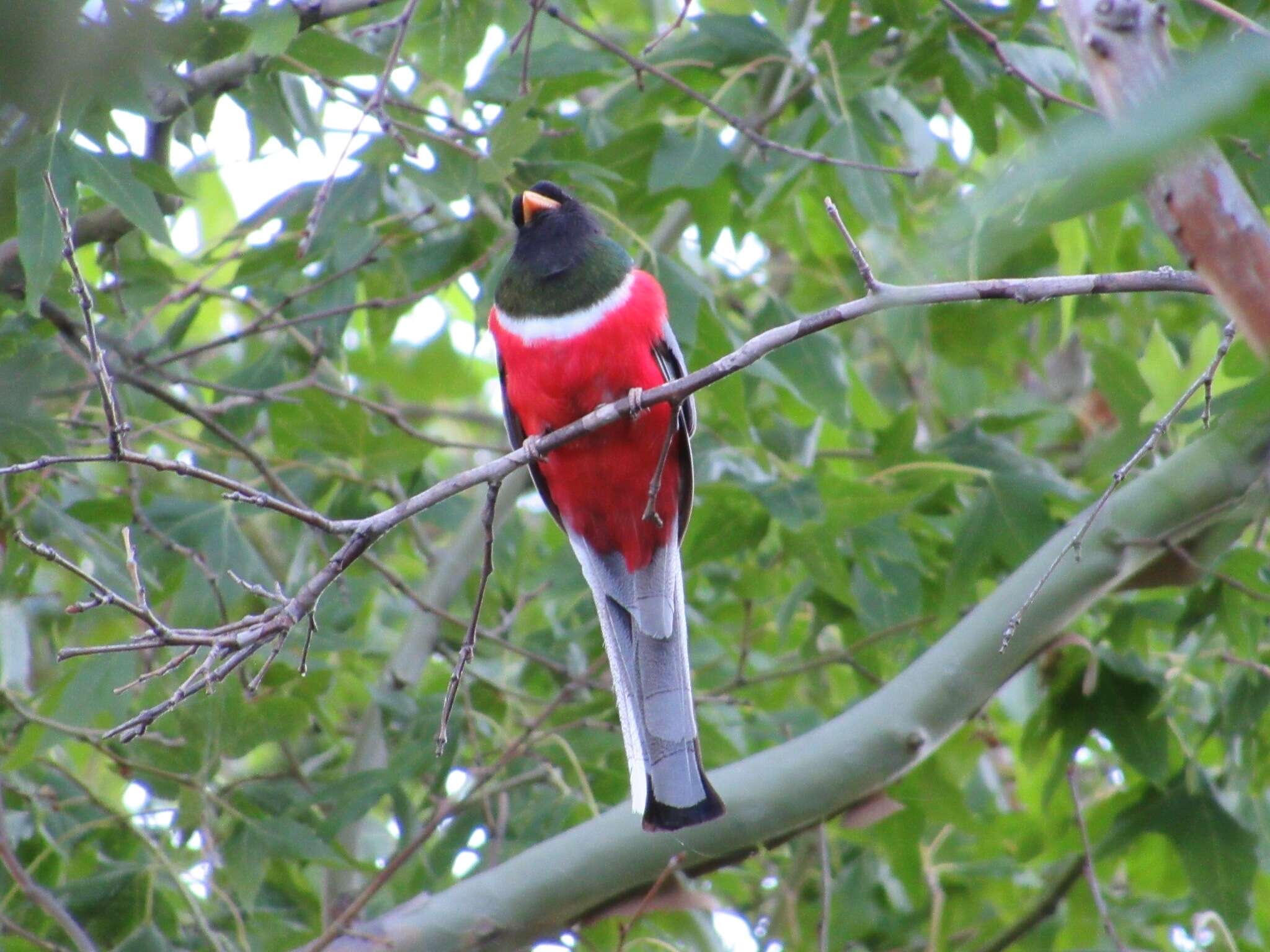 Imagem de Trogon elegans canescens Van Rossem 1934