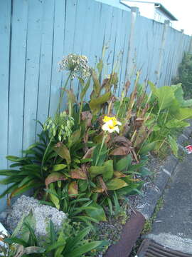 Image of Canna rust