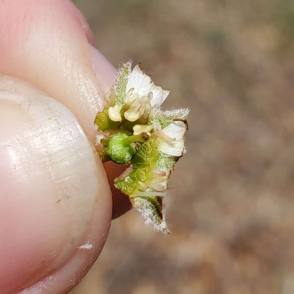 Image of Pacific serviceberry