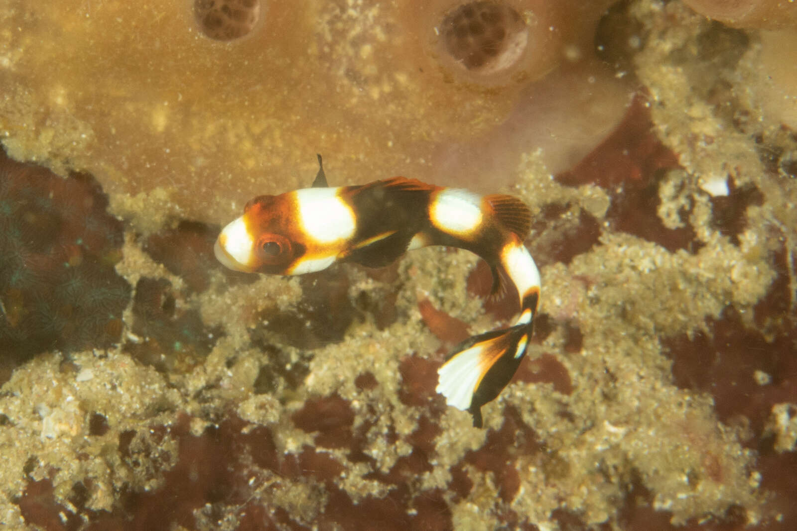 Image of Indian Ocean oriental sweetlips