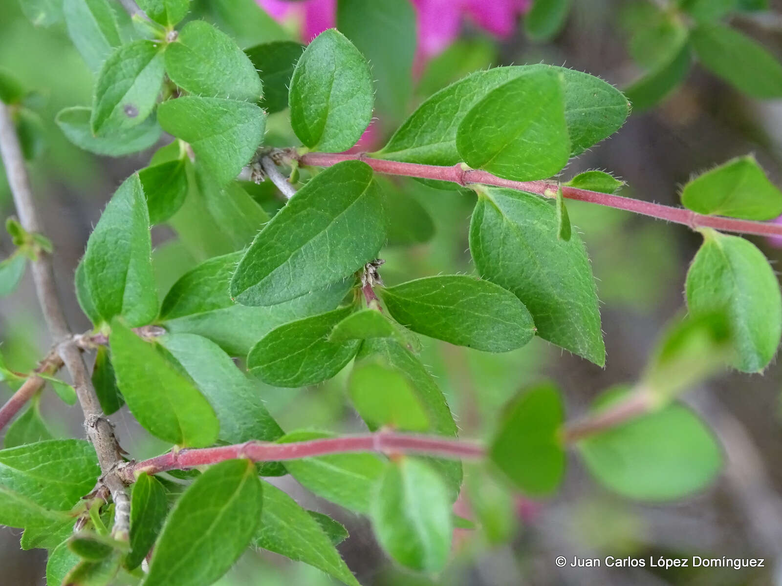 Image of Mexican abelia