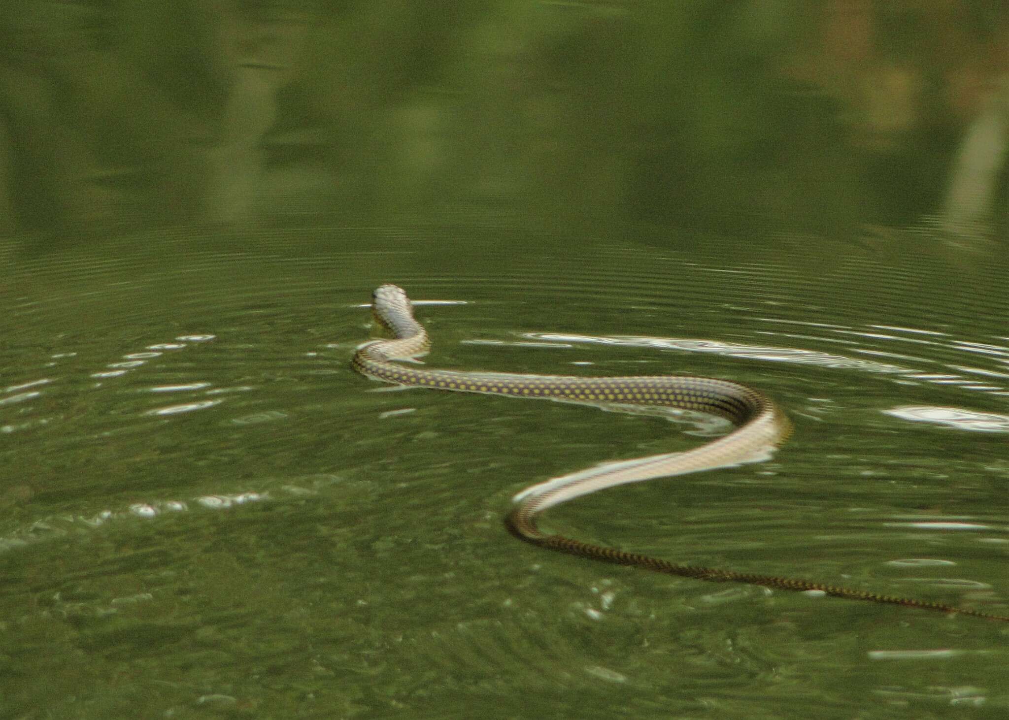 Image of Military ground snake