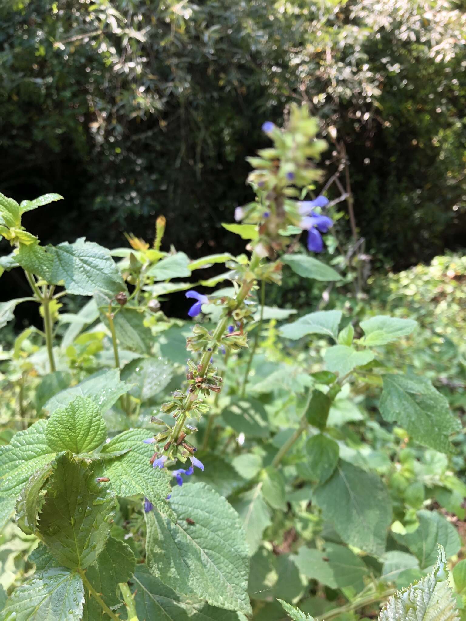 Image de Salvia longispicata M. Martens & Galeotti