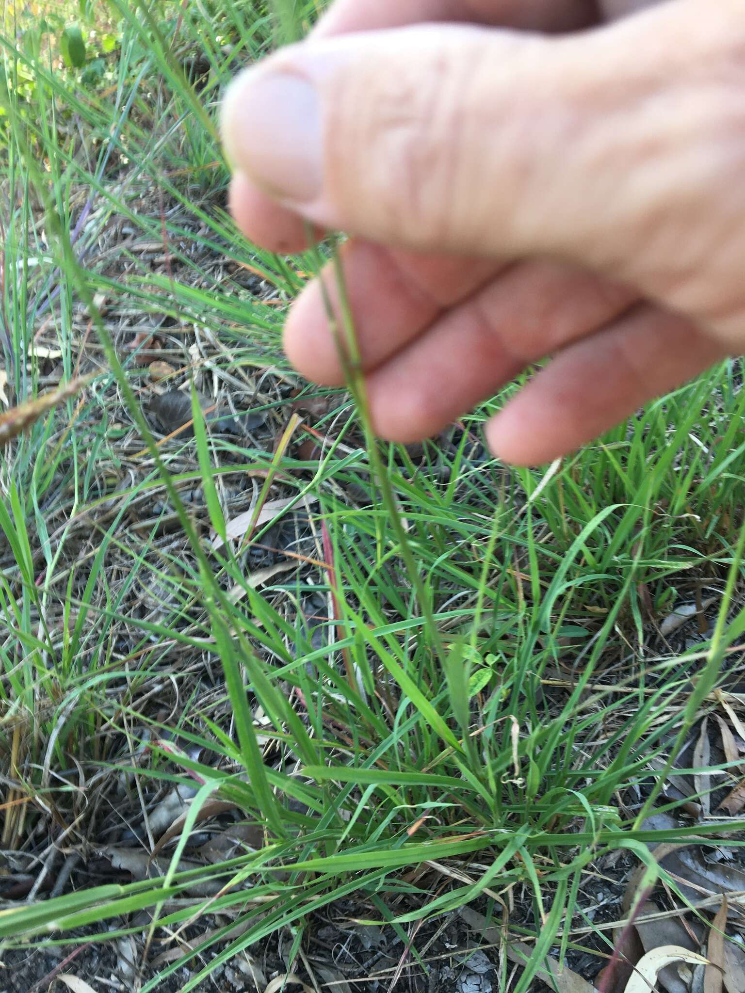 صورة Bothriochloa bladhii (Retz.) S. T. Blake