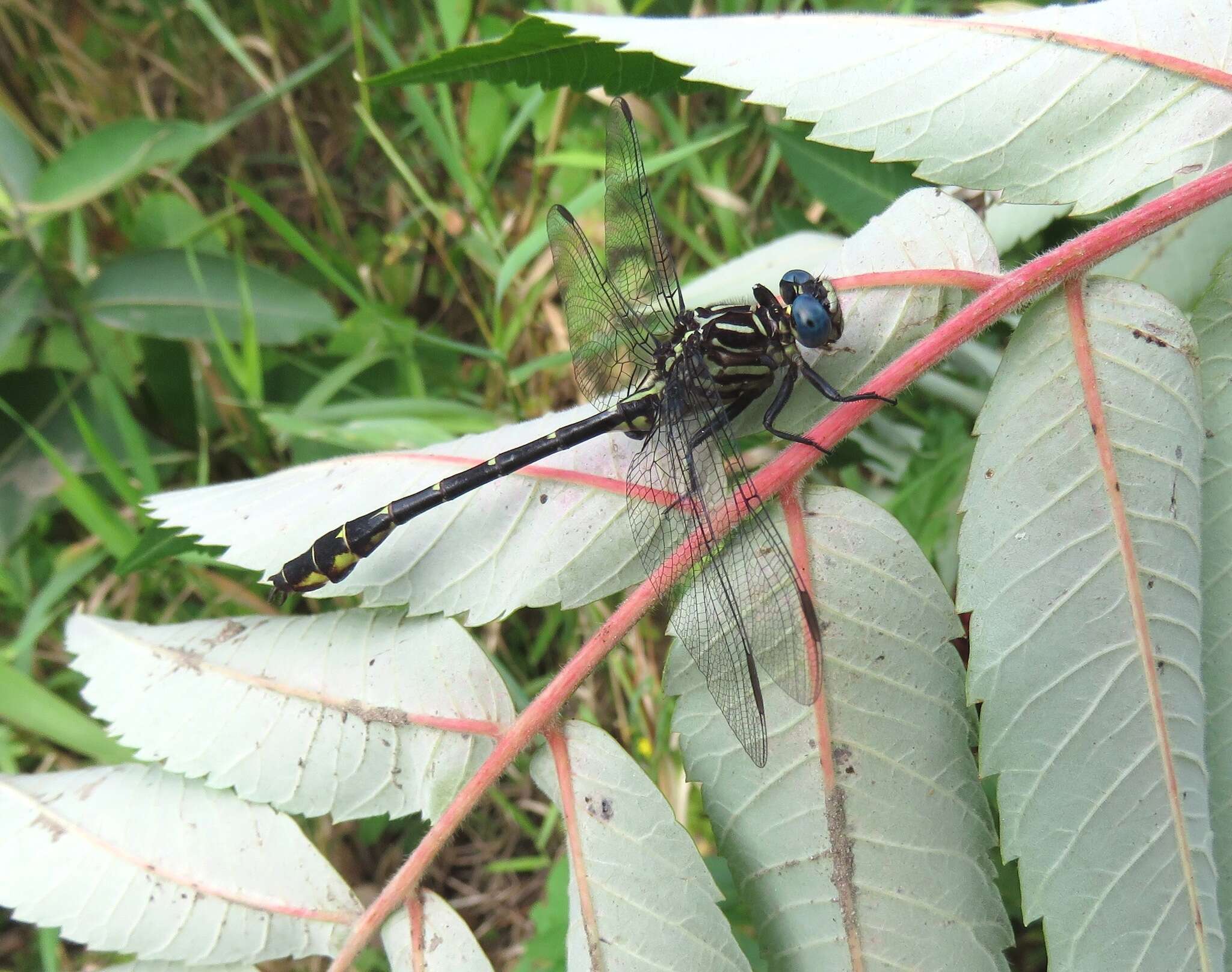 Image of Elusive Clubtail