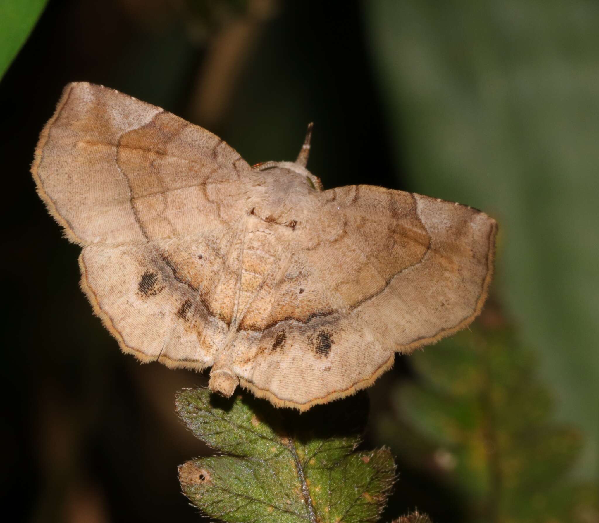 Image of Pangrapta plumbilineata Wileman & West 1929