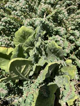 Nicotiana stocktonii Brandegee的圖片