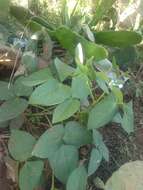 Image of kidney bean