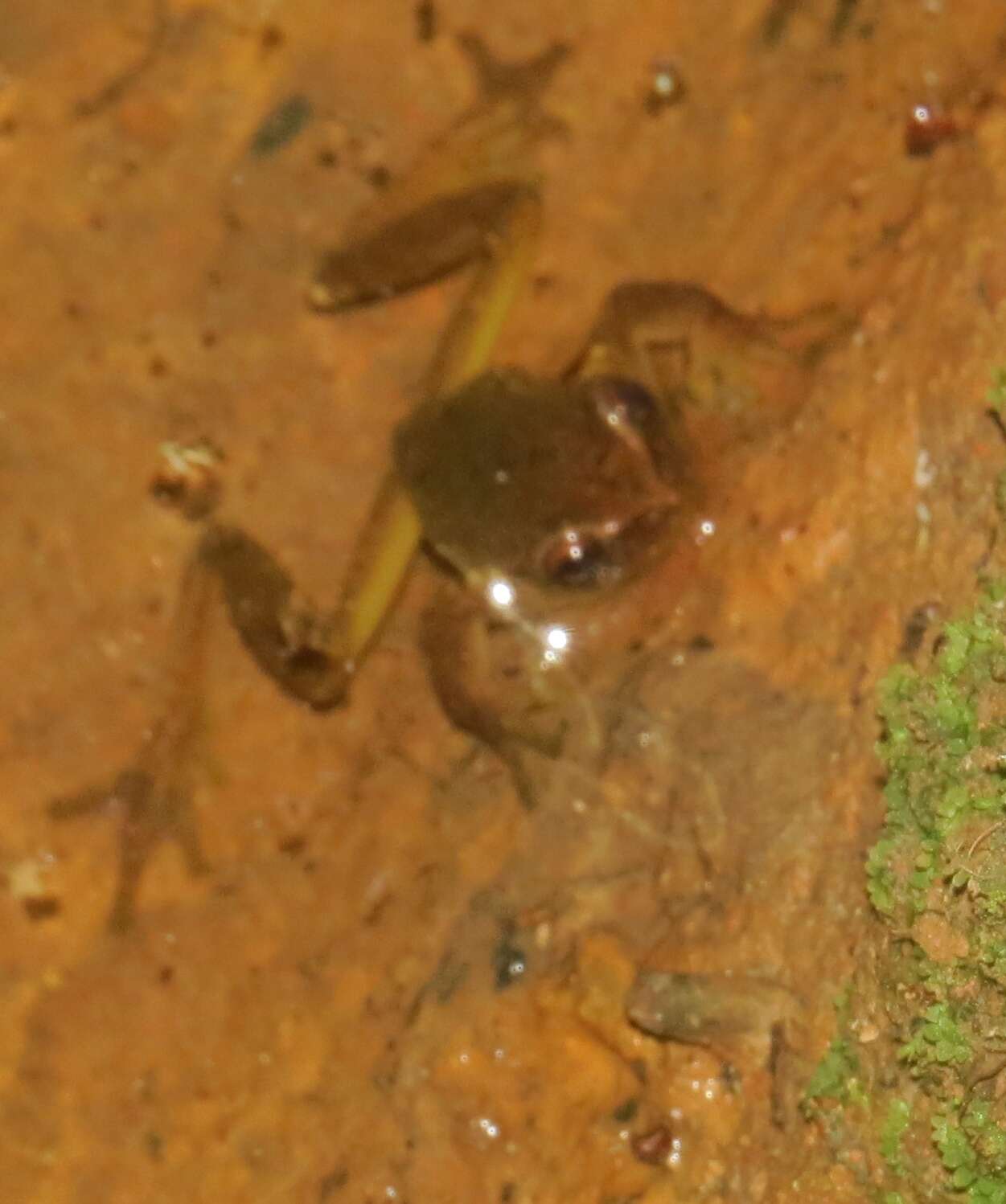 Image of Zacate Blanco treefrog