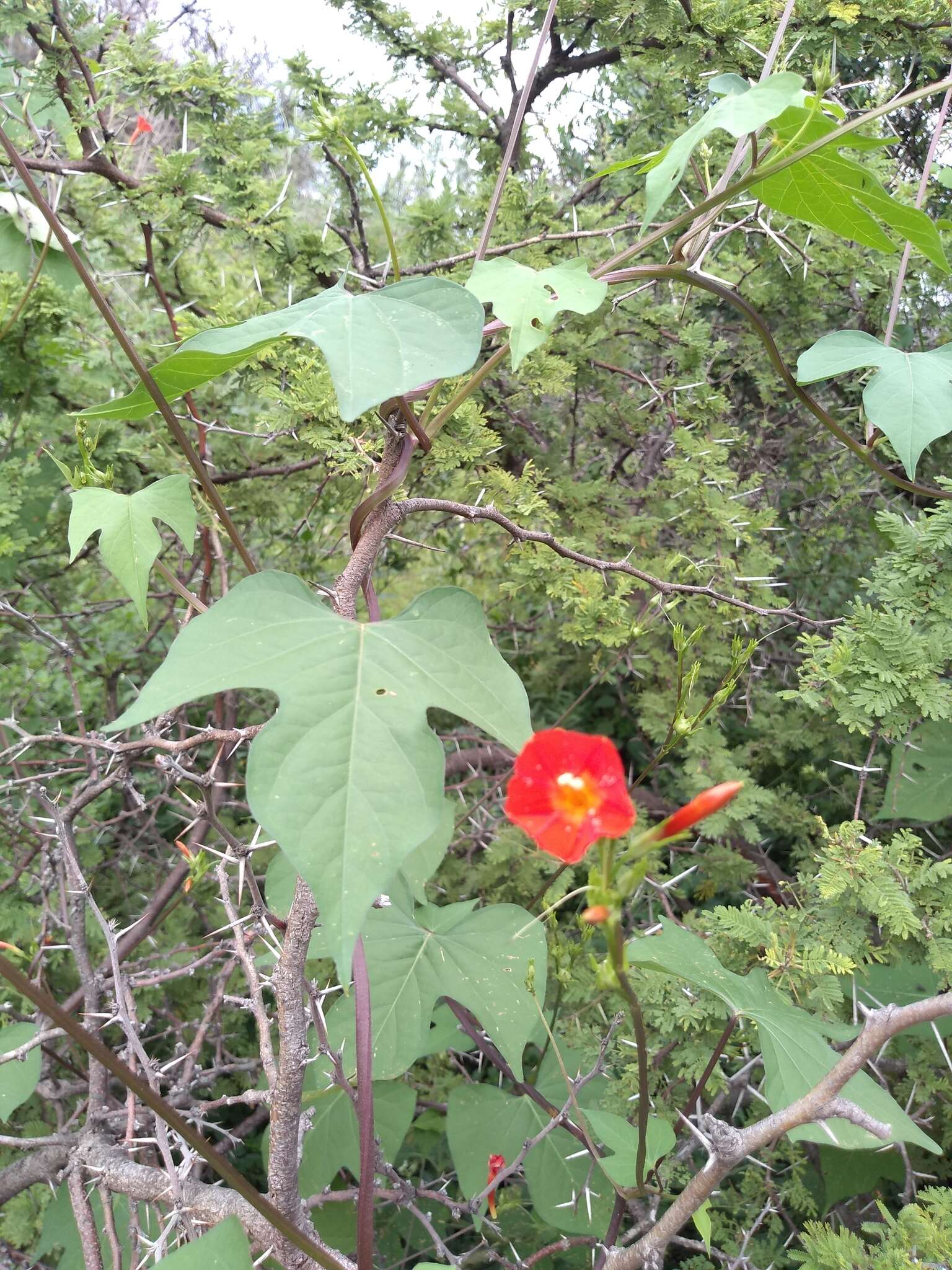 Ipomoea rubriflora O'Donell resmi