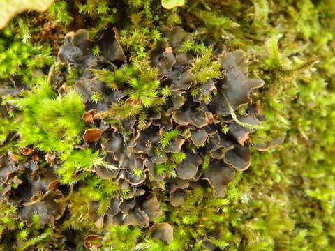 Image of Flat-fruited pelt;   Horizontal felt lichen