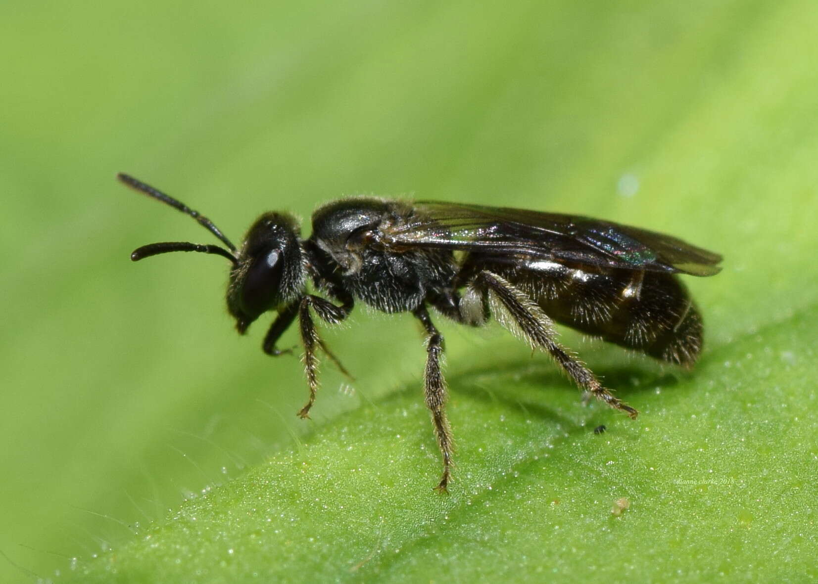 Lasioglossum sordidum (Smith 1853) resmi