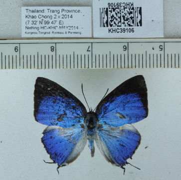 Image of <i>Dacalana sinhara</i> Fruhstorfer 1914