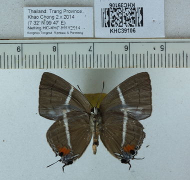 Image of <i>Dacalana sinhara</i> Fruhstorfer 1914