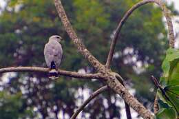 Image of Grey-lined Hawk