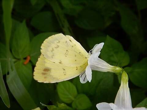 Image de Eurema blanda (Boisduval 1836)