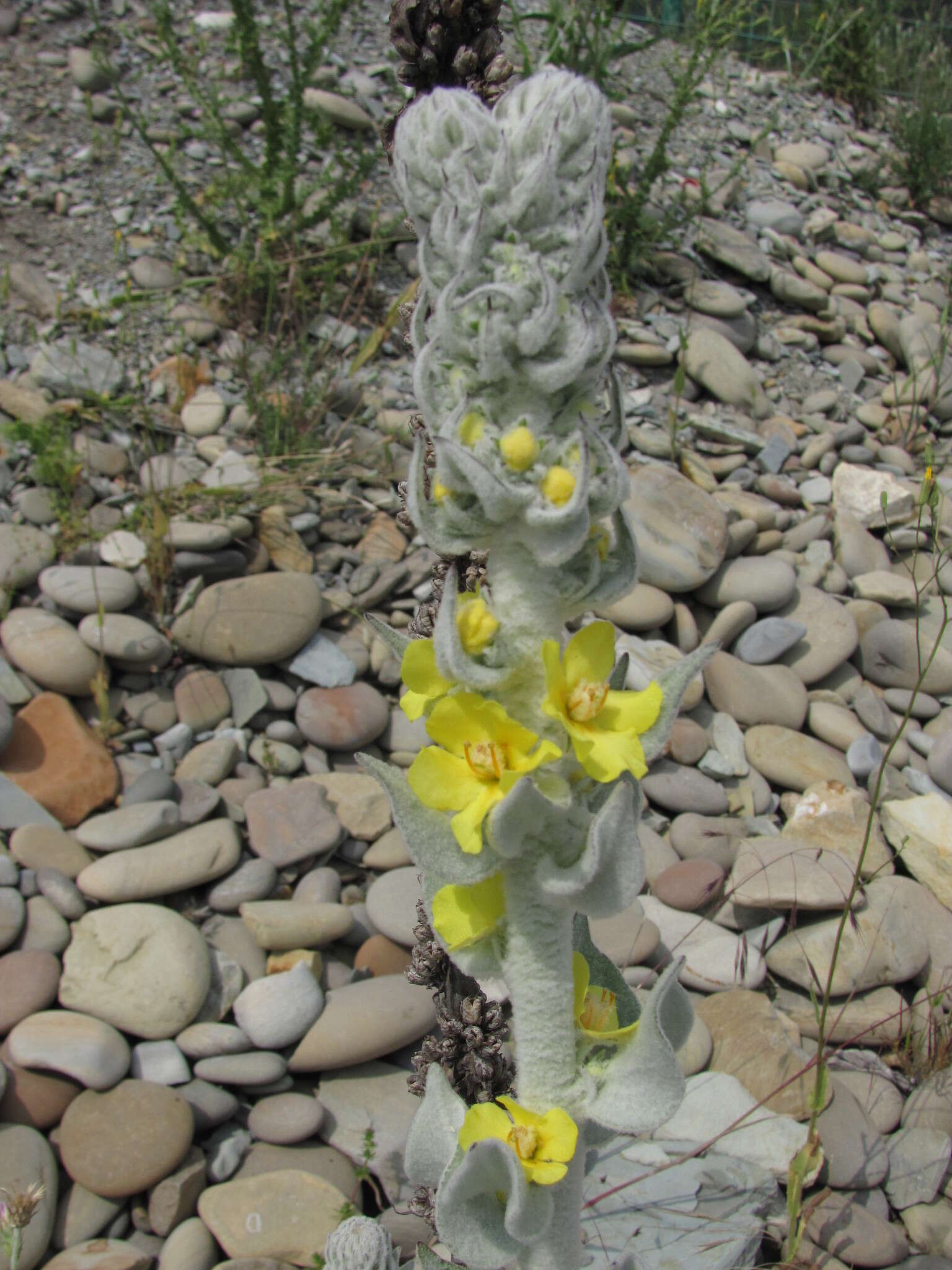 Image of Verbascum gnaphalodes Bieb.