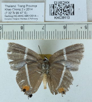 Image of <i>Dacalana vidura</i> (Horsfield (1828))