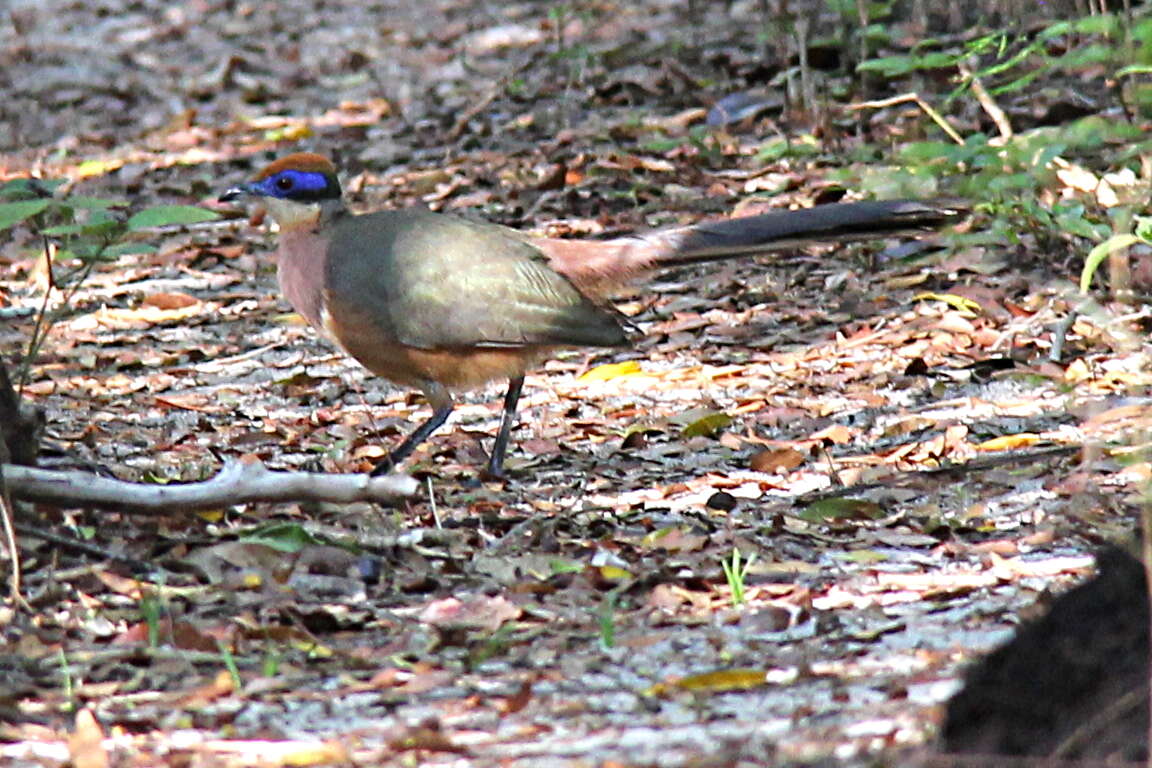 Plancia ëd Coua ruficeps Gray & GR 1846