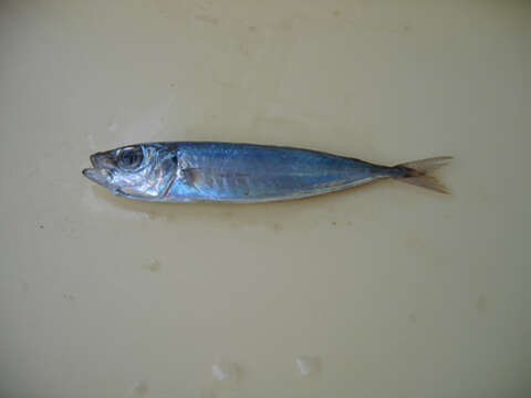 Image of Atlantic Horse Mackerel