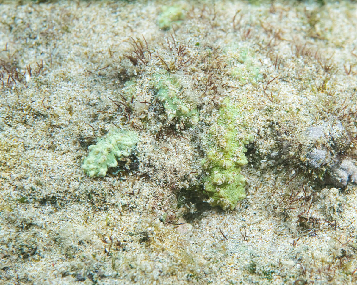 Image of warty sea mat