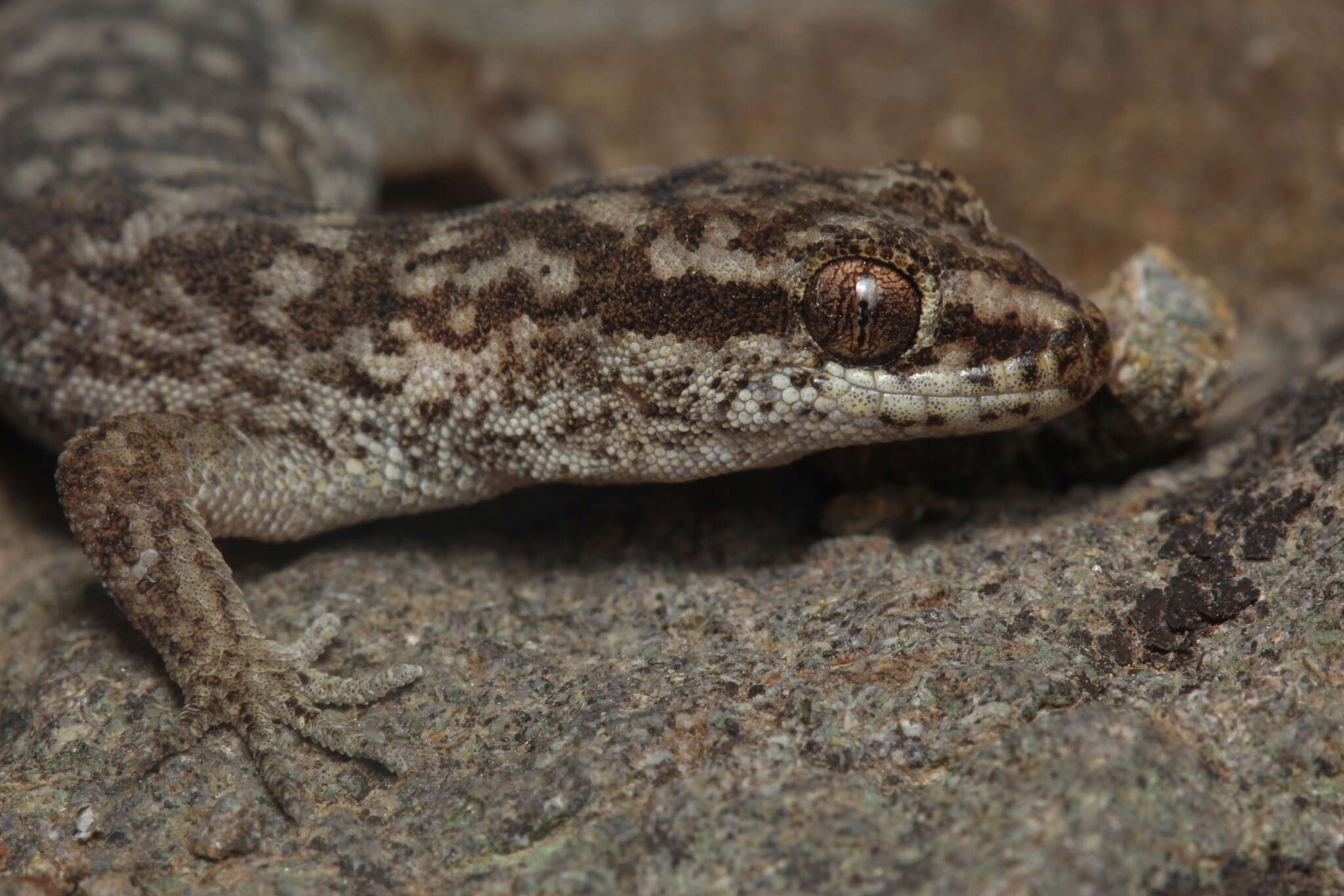 Image of Darwin's Marked Gecko