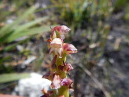 Image of Disa obtusa subsp. picta (Sond.) H. P. Linder