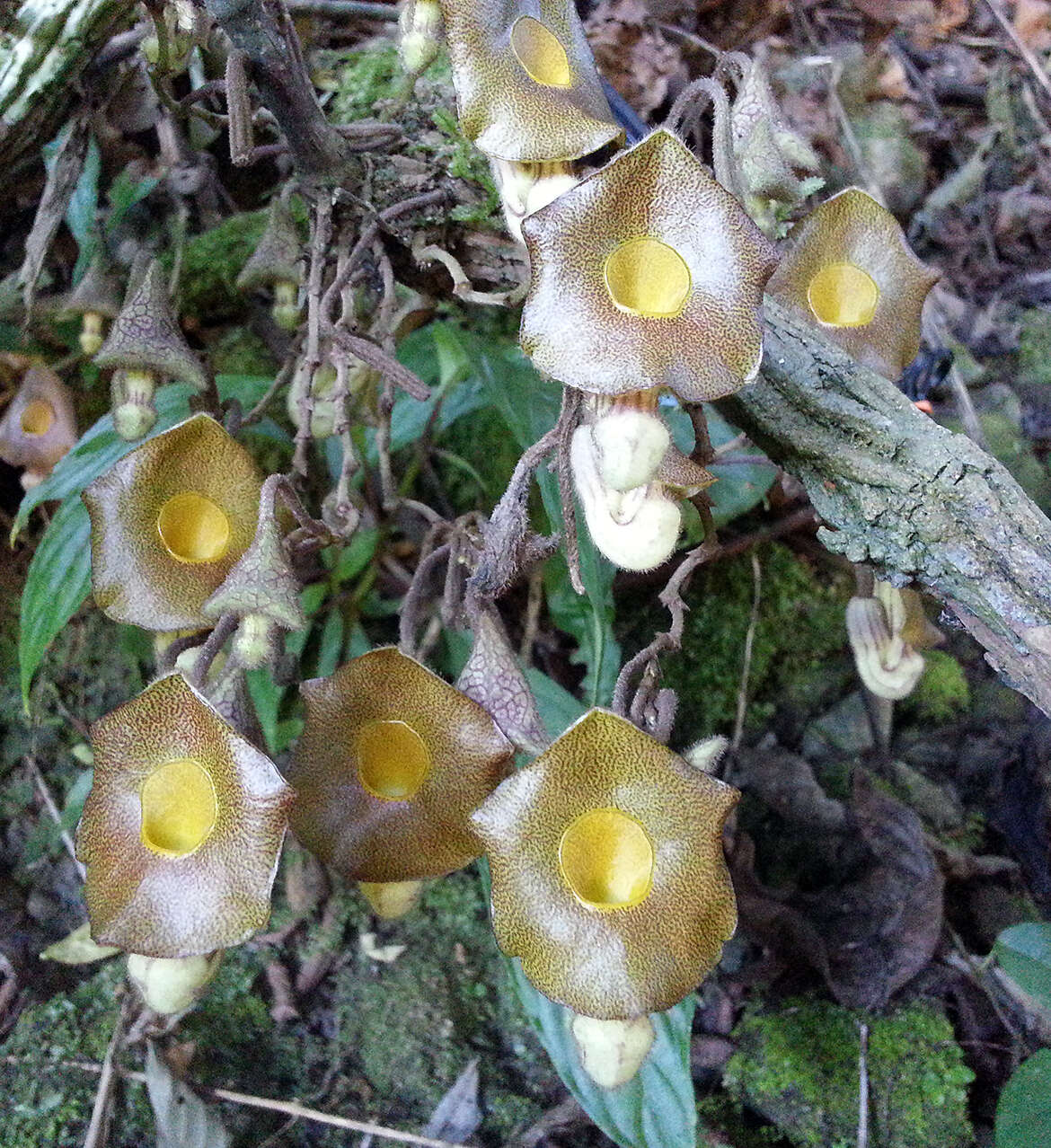 Plancia ëd Aristolochia rethyae Kashung, Barman & Gajurel