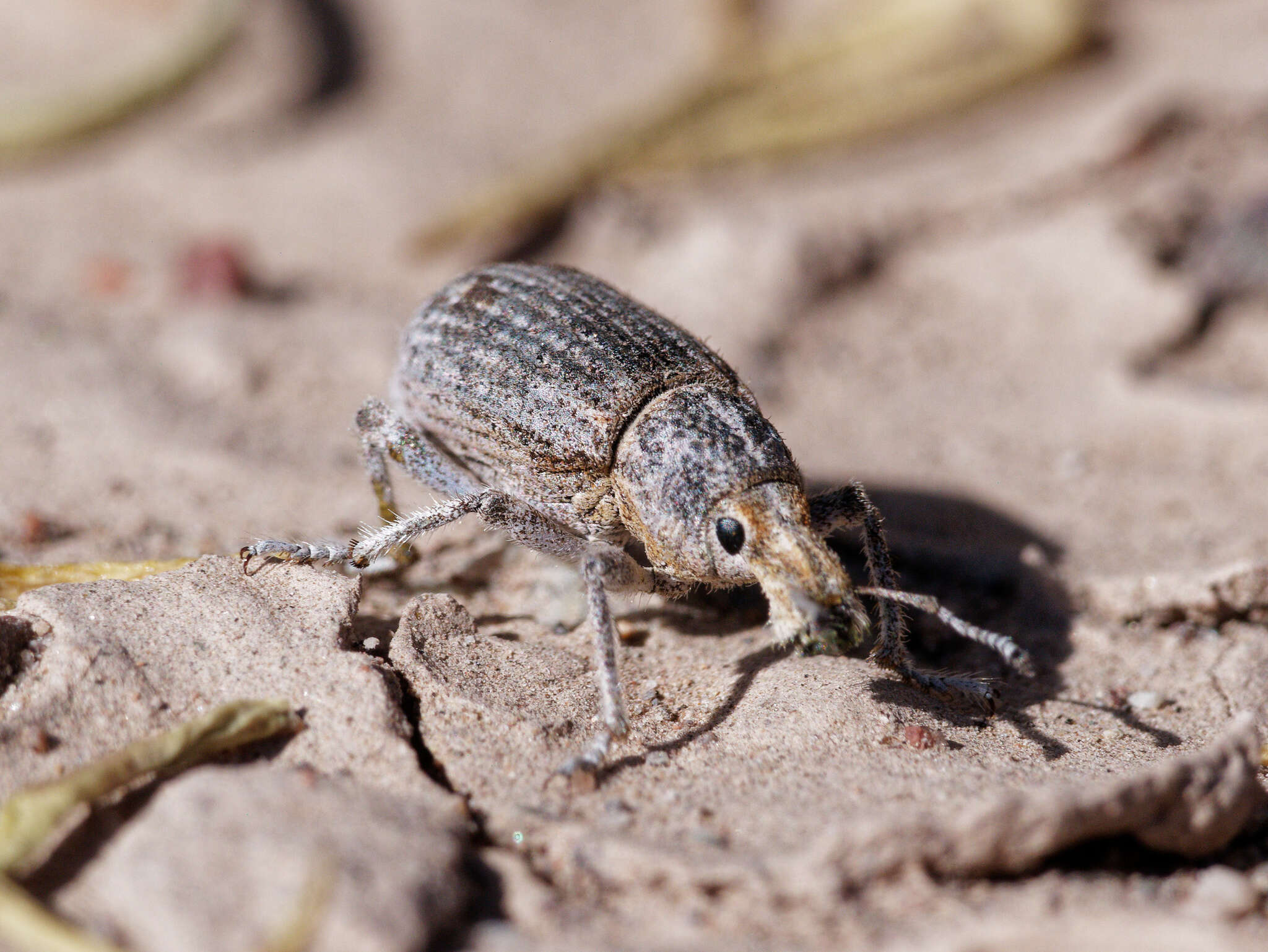 Image of Opseotapinotus caudatus Hustache 1926