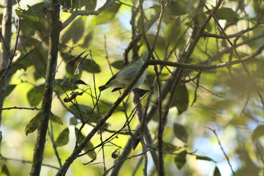 Image of Yellow-browed Warbler