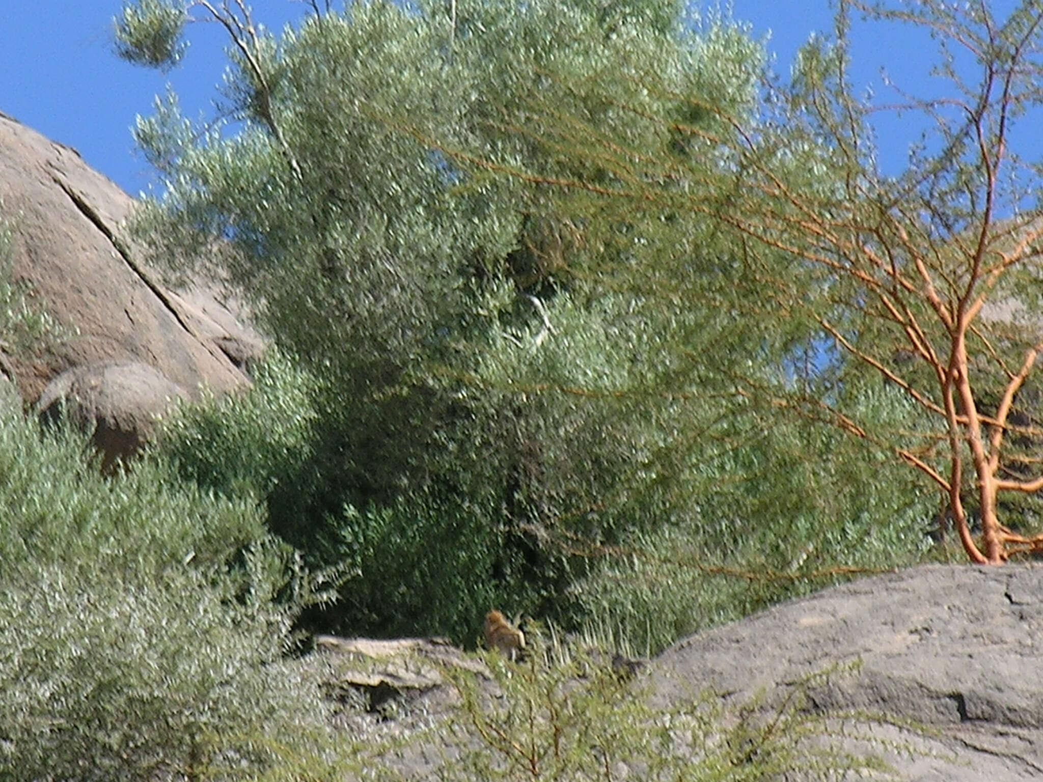 Image de Olea europaea subsp. laperrinei (Batt. & Trab.) Cif.