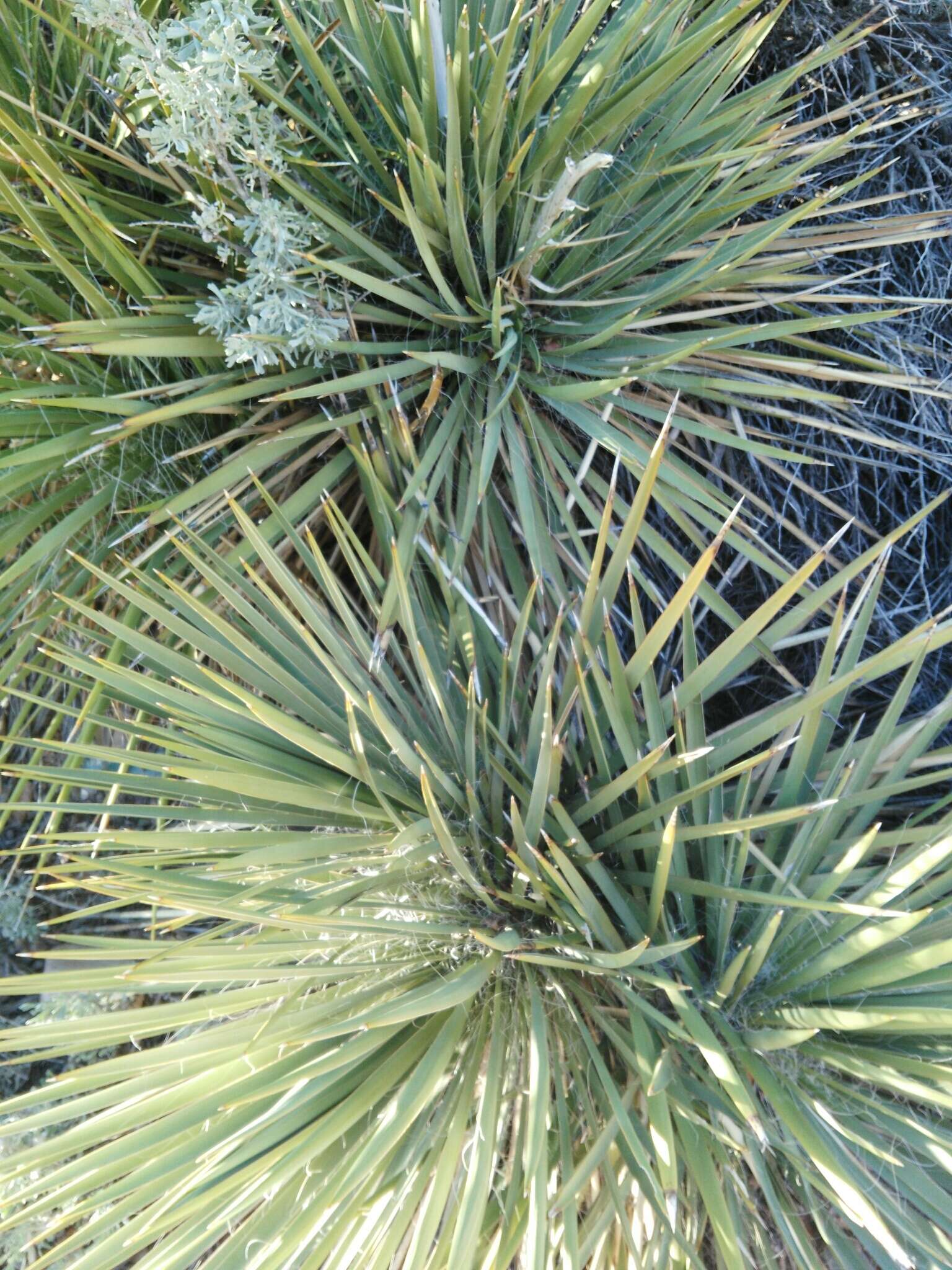 Image of Yucca utahensis McKelvey