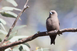 Image of Dusky Woodswallow