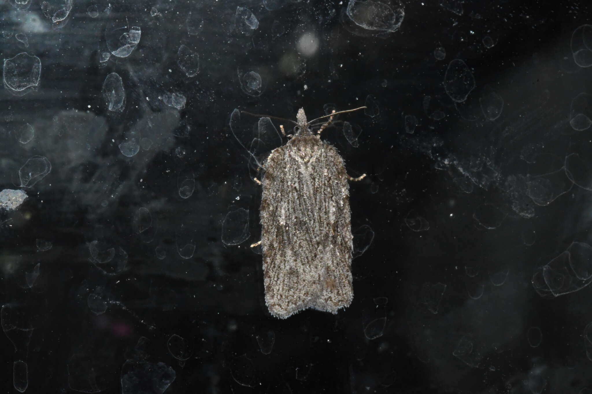 Image of Acleris maximana Barnes & Busck 1920