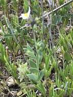 Image de Linaria albifrons (Sm.) Spreng.