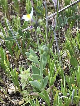 Image of Linaria albifrons (Sm.) Spreng.