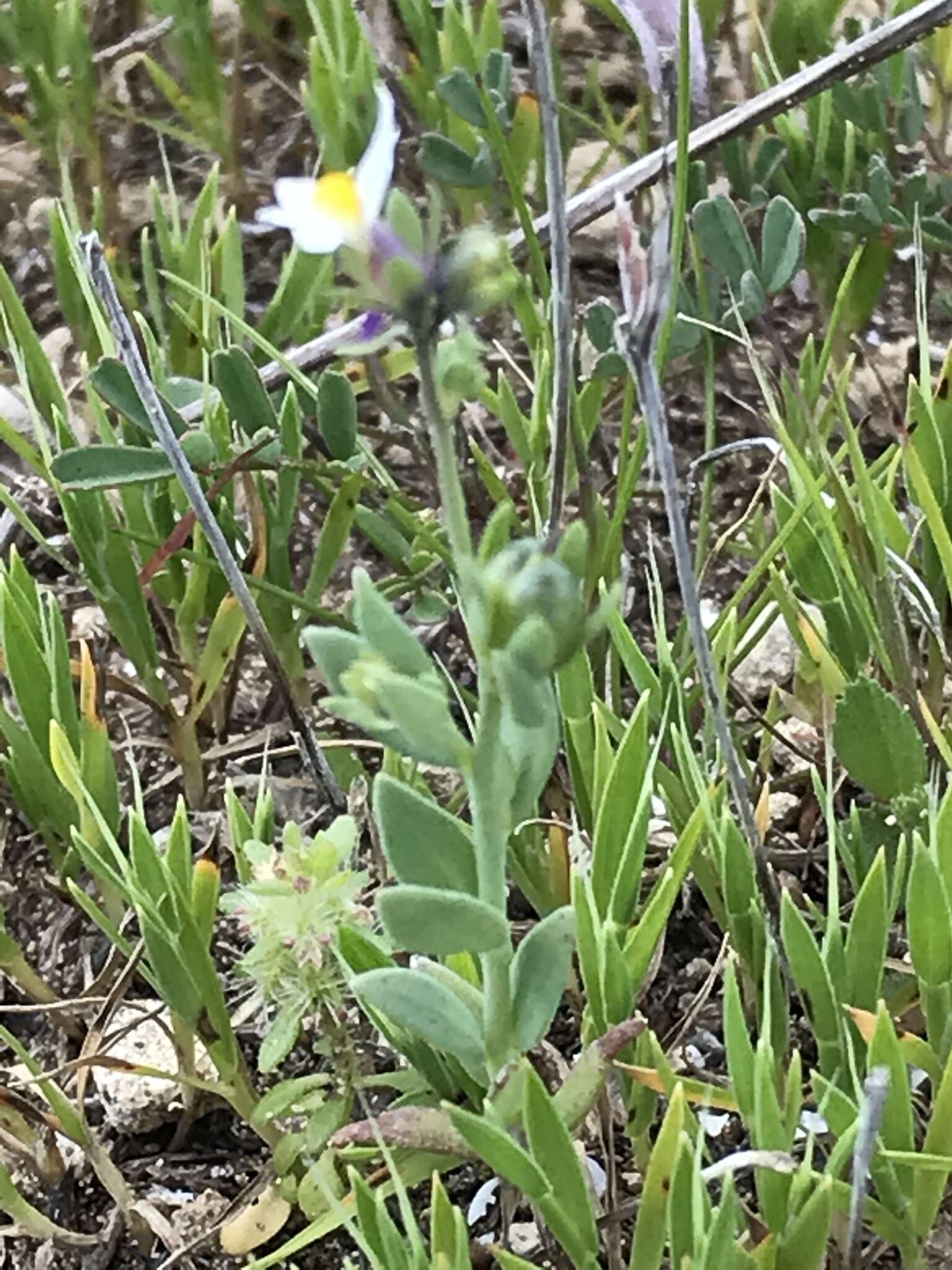 Plancia ëd Linaria albifrons (Sm.) Spreng.