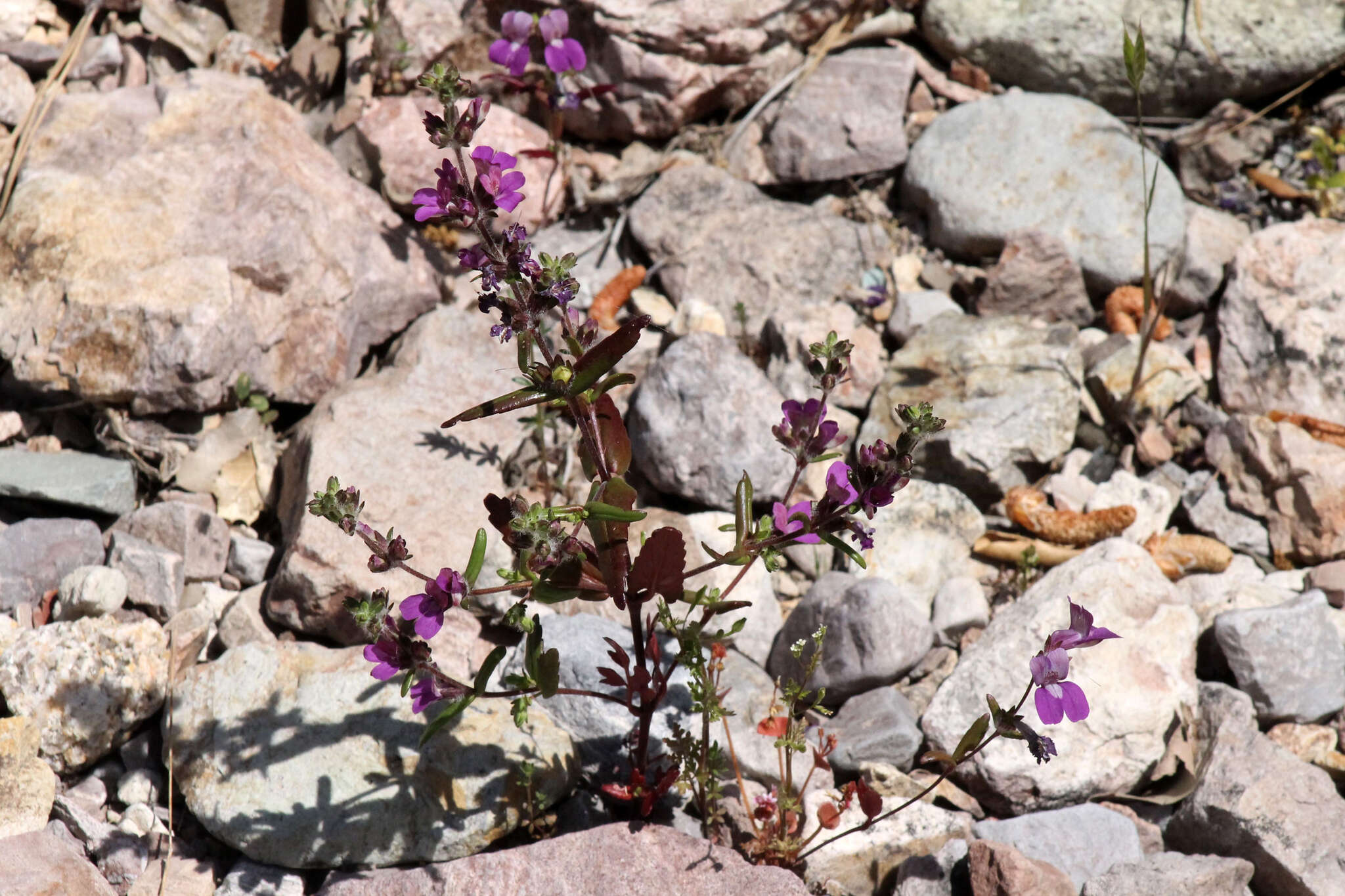 صورة Collinsia heterophylla Buist ex Graham