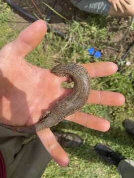 Image of Chalcides ocellatus tiligugu (Gmelin 1789)