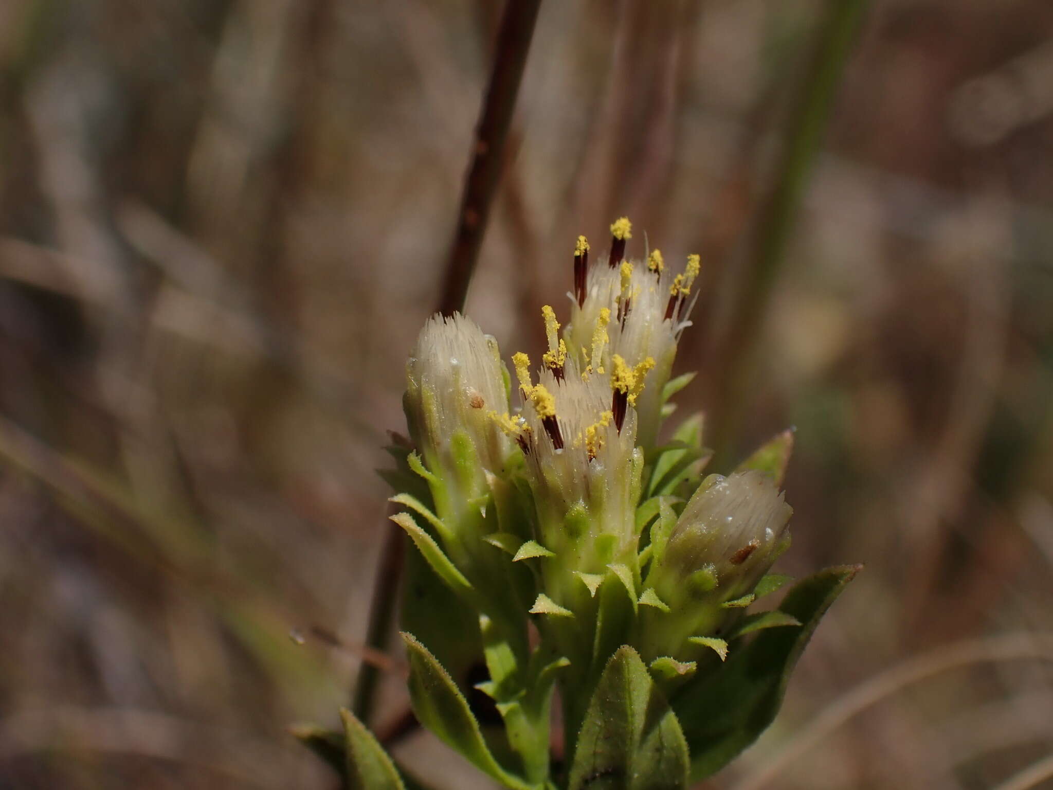 Imagem de Sericocarpus rigidus Lindl.